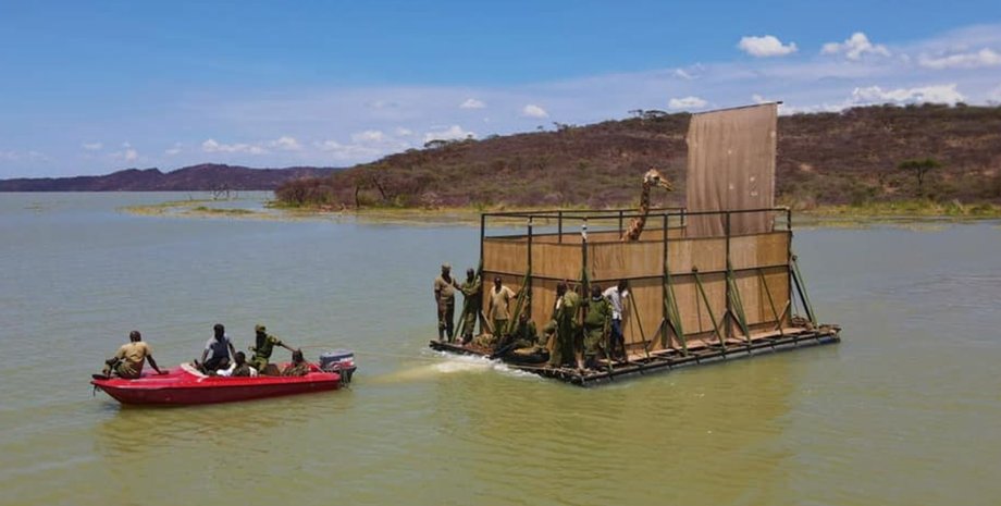 жираф, платформа, спасение