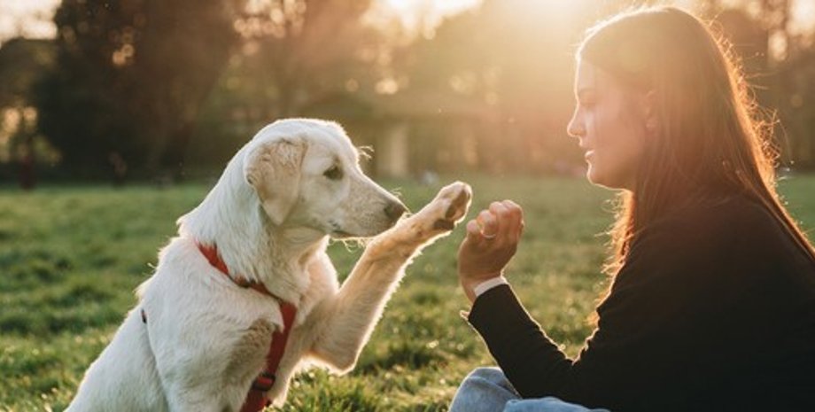 вигул собаки Собаку можна привчити до дисципліни на прогулянці за допомогою простих способів