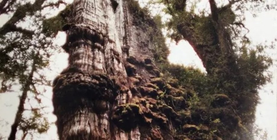 найстаріше дерево у світі
