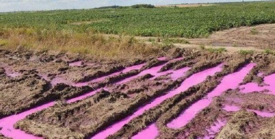 лужа, Ровно, ярко-розовые лужи