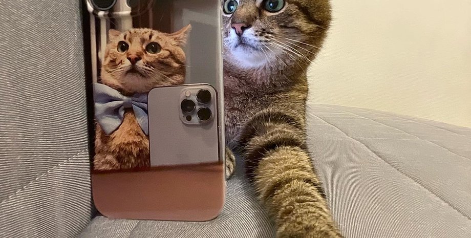 кот степан, кот-блогер степан, возвращение в украину