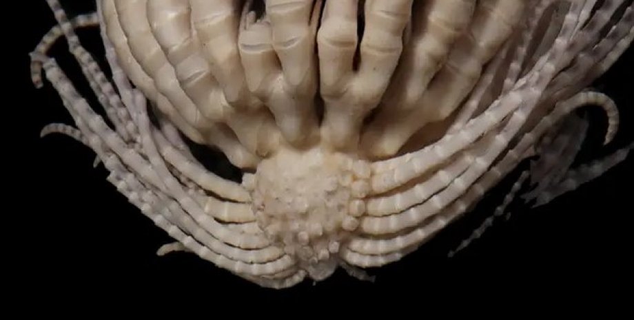 морська лілія, Promachocrinus fragarius