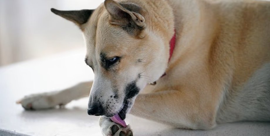 собака, собака лижет лапу, собаки облизывают лапы, лапы собак