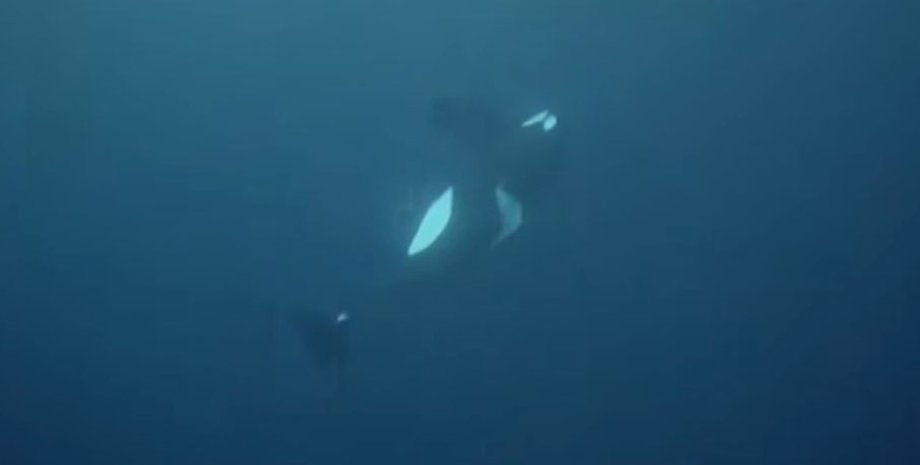 косатка, загибель косатки, косатка ханчі