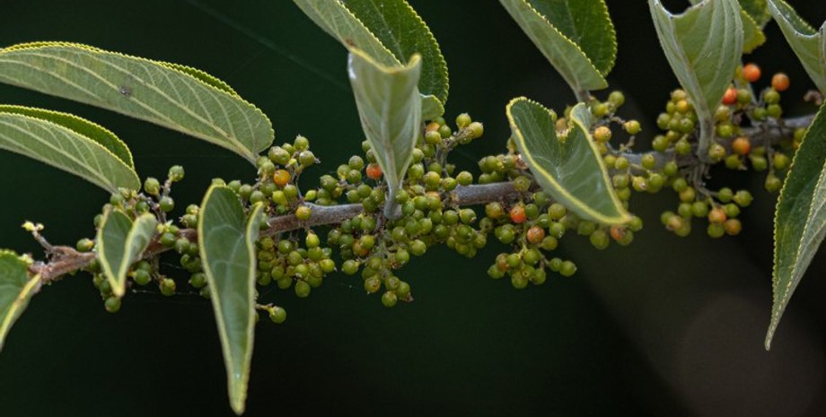 терма, растение терма