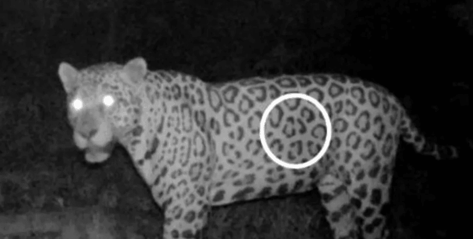 ягуар Бразилия плавание