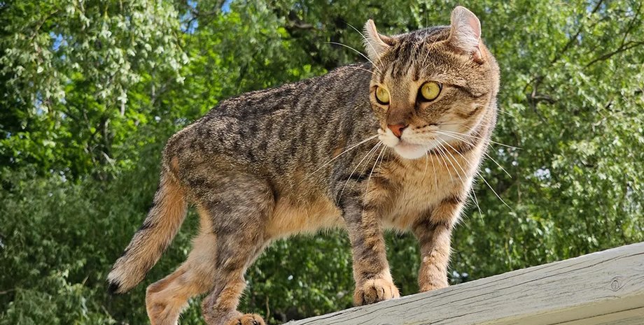 нова порода кішок хайлендер