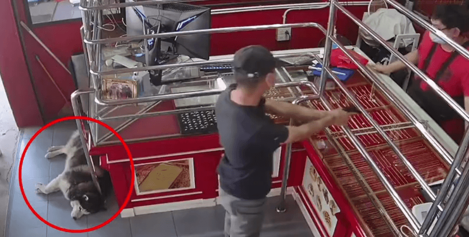 инсценировка ограбления в тайланде, хаски спит