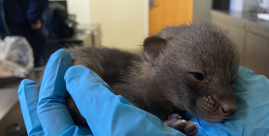 Кот, коты, котята, дикий зверь, лиса, лисята, лисята, США, находка, курьезы, интересные истории, фото, защита животных