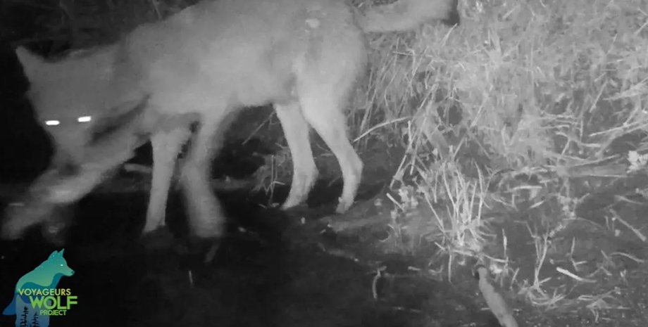 волки, рыбалка, рыбалка волки