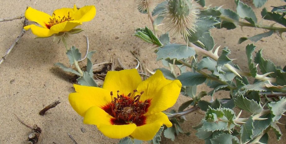 желтая китайская роза