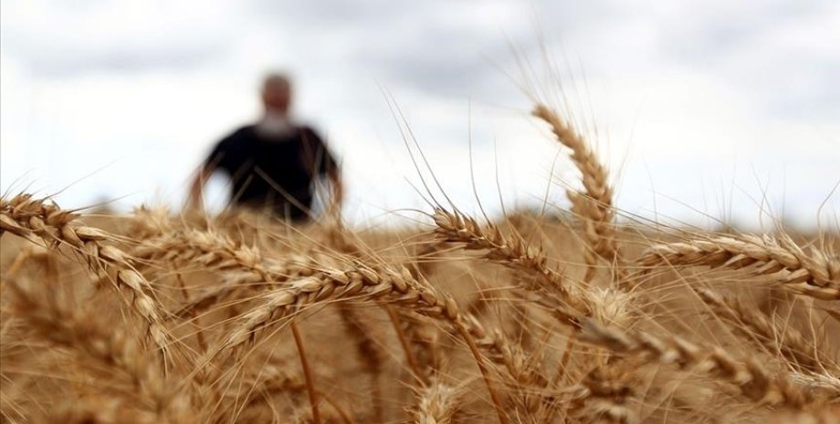 Пшениця, вартість пшениці, війна в Україні