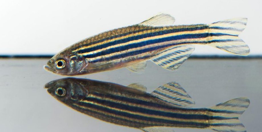 Рыба, данио-рерио