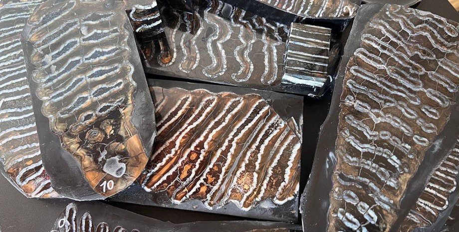 Зуби мамутів палеонтологічні знахідки, палеонтологія, зуби, зуби мамутів, мамути