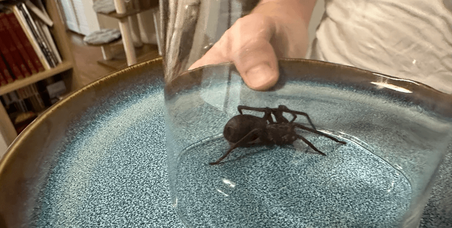 Огромный паук, паук, паука нашли в вещах, непрошенный гость, паук из Африки, паук в чемодане, жуткое существо