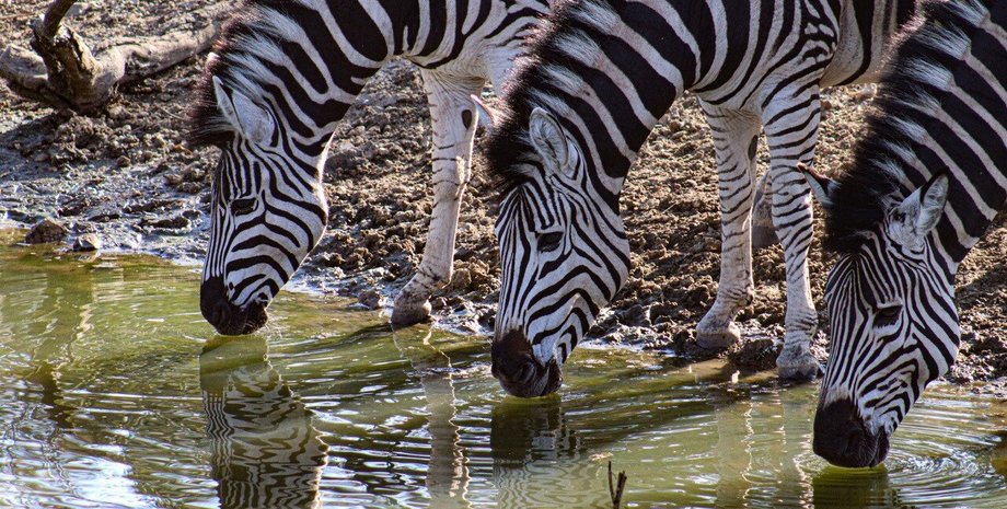 Фото: Amelia Gillard, University of Bristol