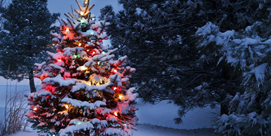 Гослесагентство, Лес, Новогодняя елка, Полесье, Карпаты