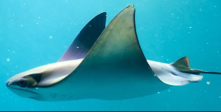 скат, беременность ската