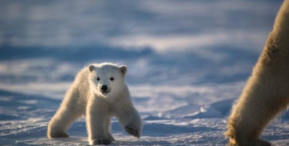 белые медведи, детеныши белых медведей