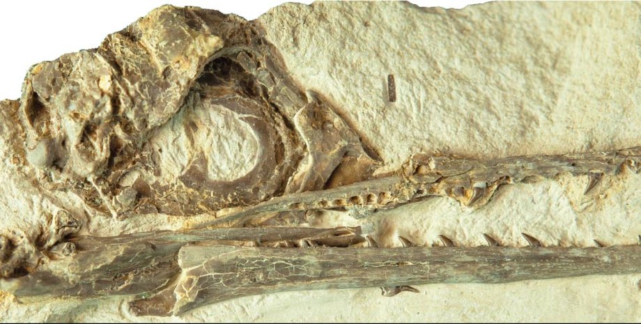 ихотронис, череп, останки, фото