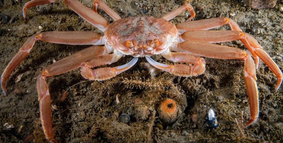 краб, краб-стрибун, сніговий краб