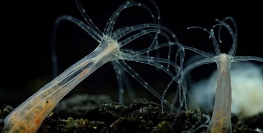 Актиния, Nematostella vectensis