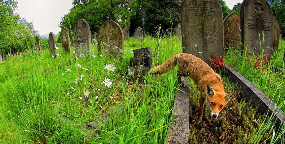 кладбище, смерть