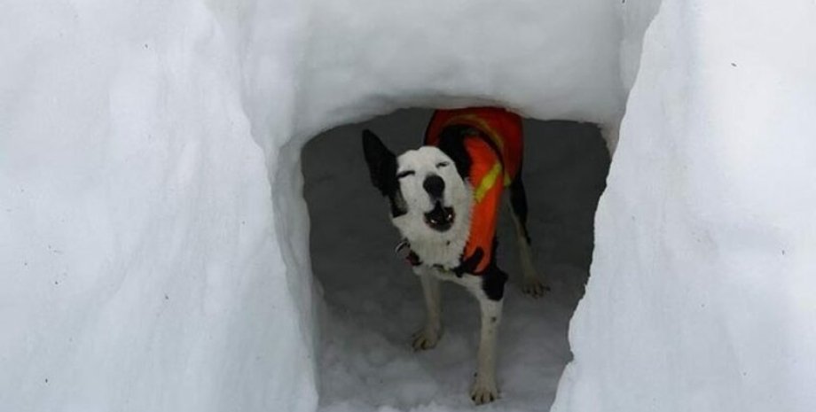 Фото: Mountain Rescue Search Dogs England