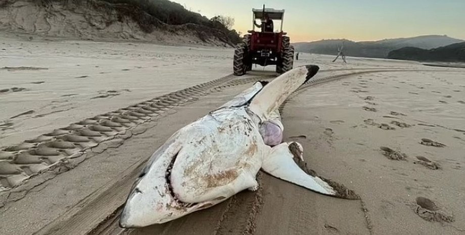 Мертвая акула