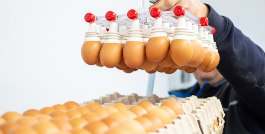 яйца, упаковка