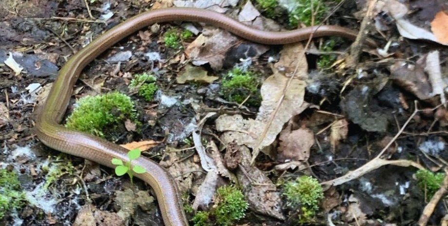 Безногая ящерица в Чернобыле