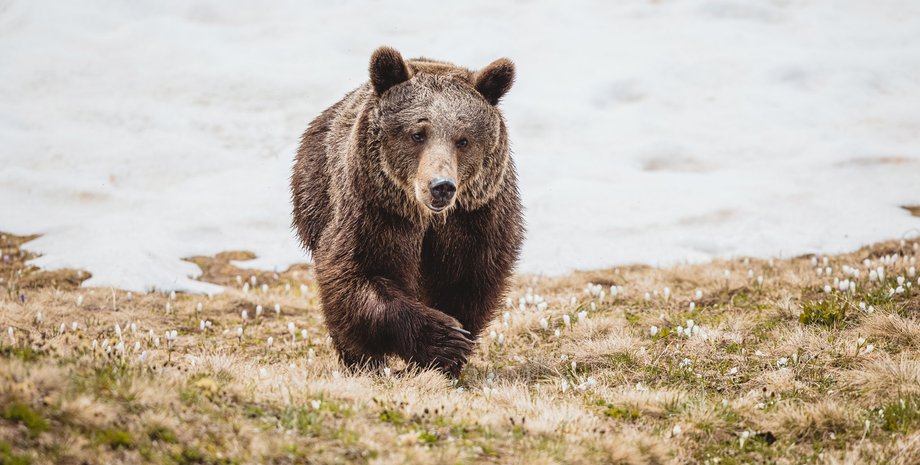 Джамболина, медведица