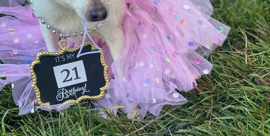 Пебблс, собака, Книга рекордов Гиннеса