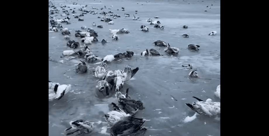 Птахи на озері