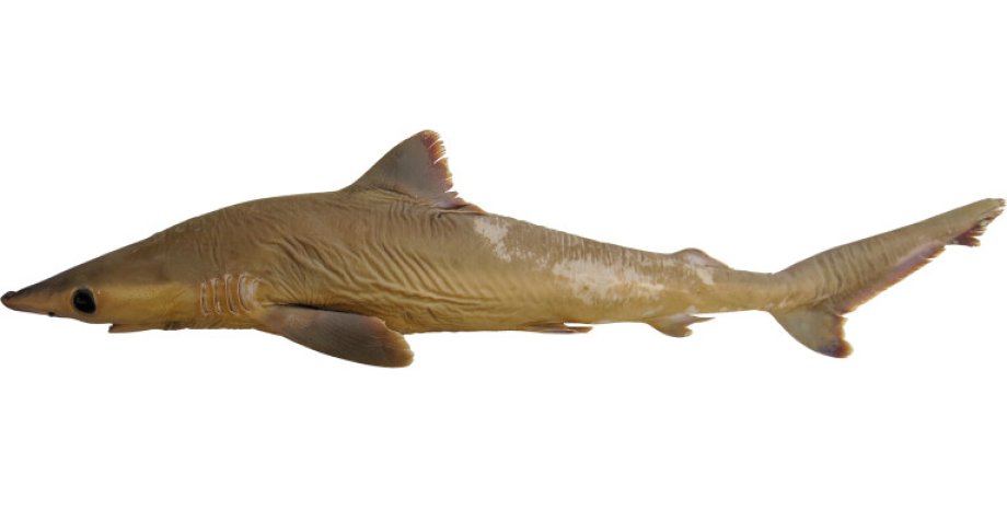 Carcharhinus obsolerus. Фото: White et al 2019
