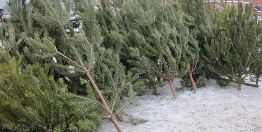 Фото: city-izyum.pp.ua