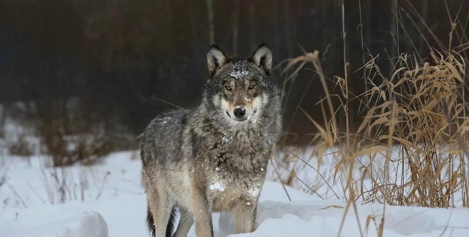 війна рф проти україни, війна в україні, ухилянт, мобілізація, новини одеса, дпсу