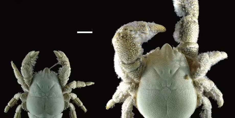 краб хоффа, краб новый вид