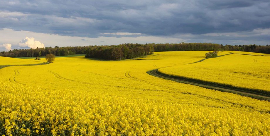 Фото: открытые источники