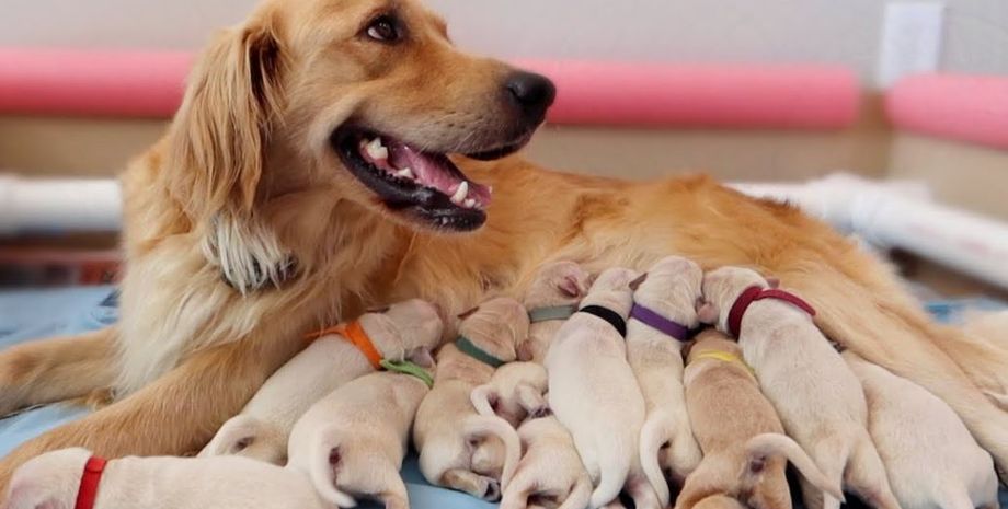 Собаки, собачки из выводка, курьезы, смешные случаи из жизни, приколы, странные случаи, животные, домашние любимцы