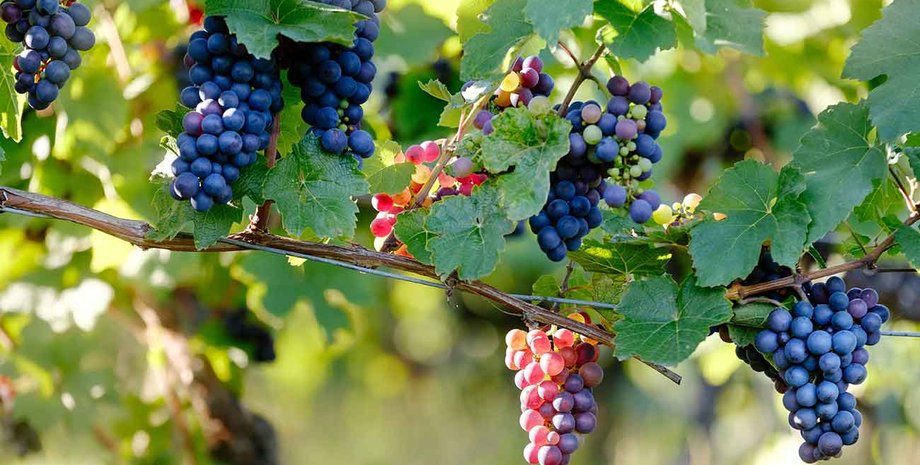 Фото: Decanter.com