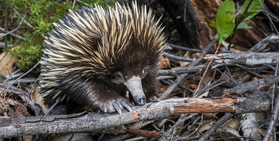 життя єхидни