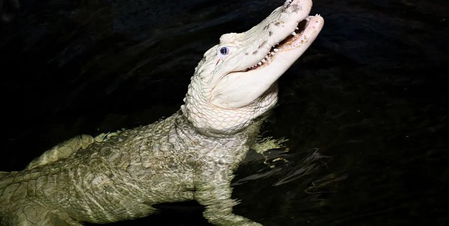 аллигатор, белый аллигатор, аллигатор лейцит