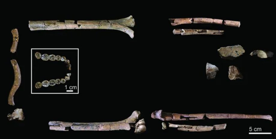Homo habilis кістки