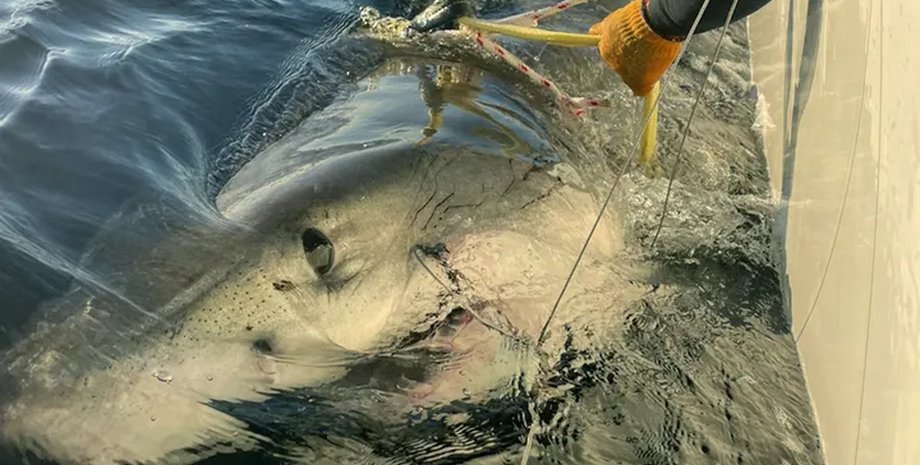 самец большой белой акулы контендер
