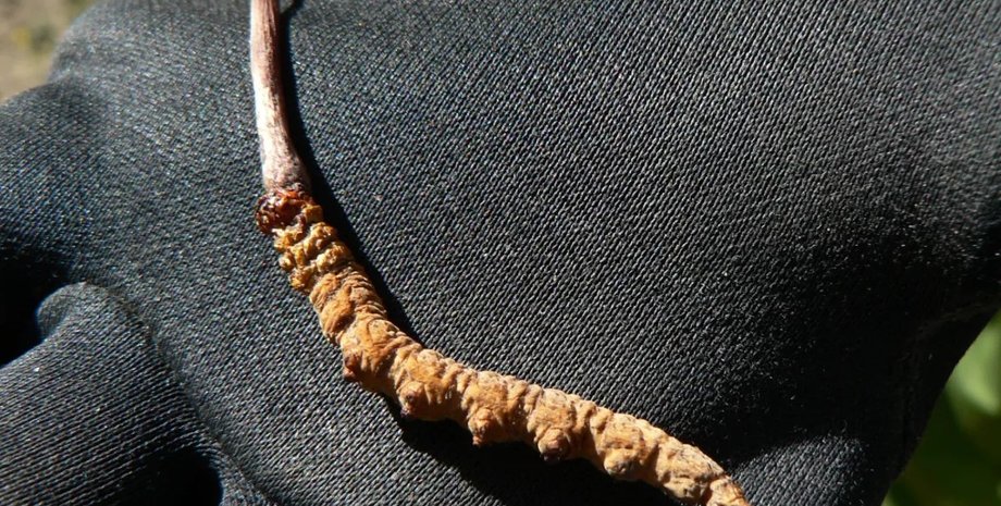 гімалайський гусеничний гриб