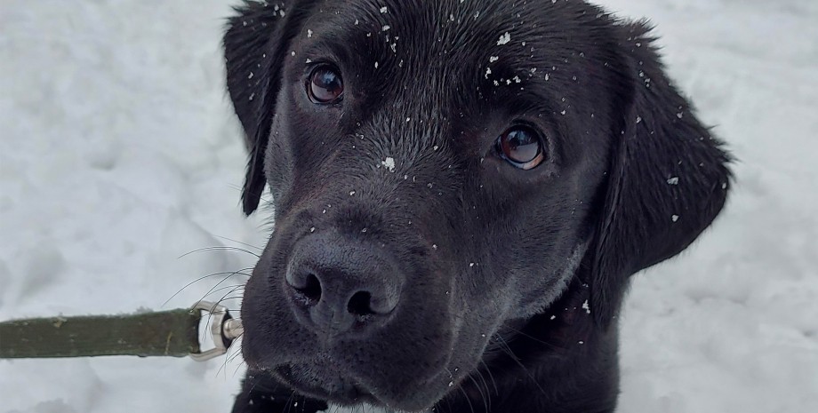 лабрадор Азура лабрадор-ретривер собака собака тварина вихованець сніг зима