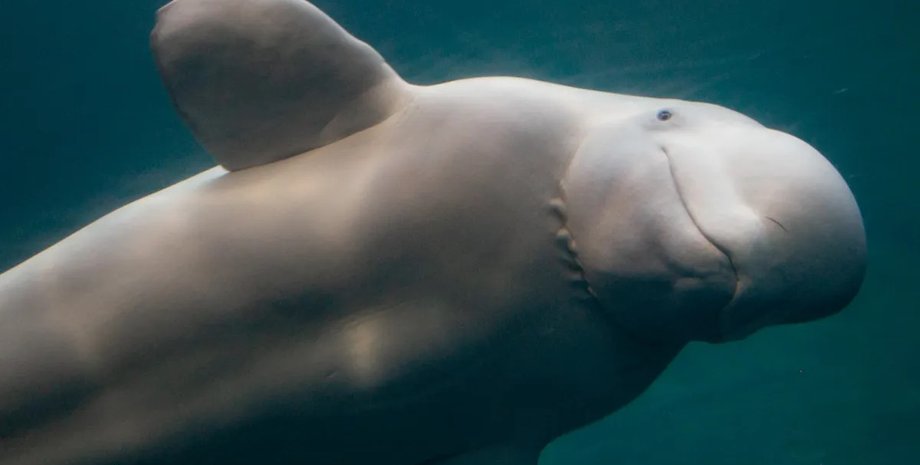 Учені виявили, що білухи можуть копіювати людський голос: що вони говорять0