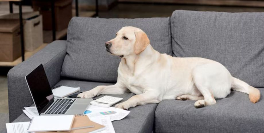 Мужчина отлучился, а когда вернулся домой, то застал своего пса за интересным занятием