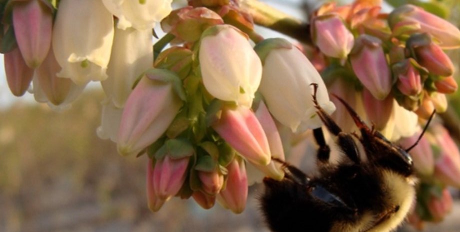 рослини, запилення рослин, рослини запилення, рослини запилення